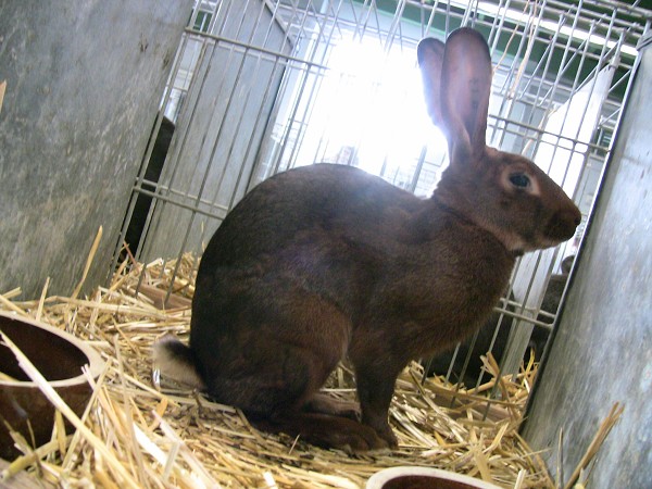 Celostátní výstava mladých králíků a drůbeže